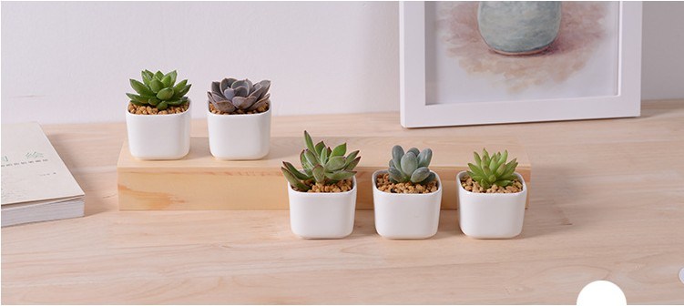 Boîte de 5 treillis avec pot de fleur en céramique blanche