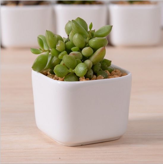 Décoration de bureau créative Mini pot de fleur rond en céramique