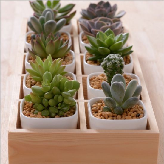 Bureau de loisirs avec 5 pots en céramique à base de treillis