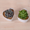 Parure Personnalité Caractéristique Bureau Petit Pot De Fleurs Blanches