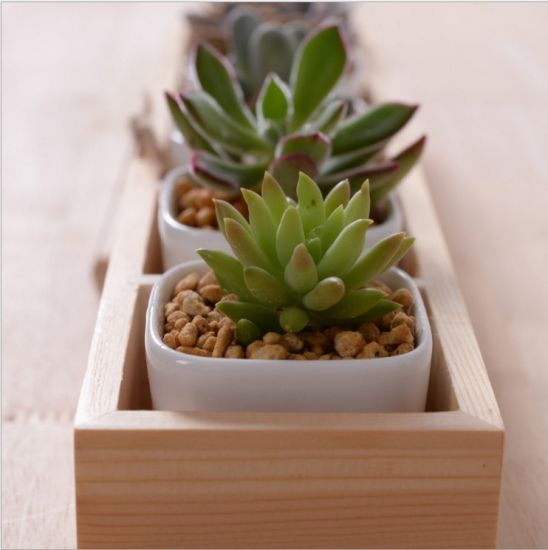 Boîte de 5 treillis avec pot de fleur en céramique blanche