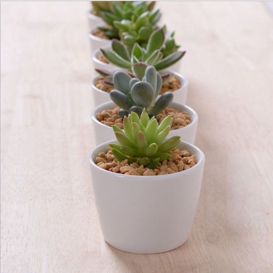 Mini pots de fleurs décoratifs en céramique blanche ronde