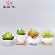 Pot de fleurs succulentes rondes en céramique blanche