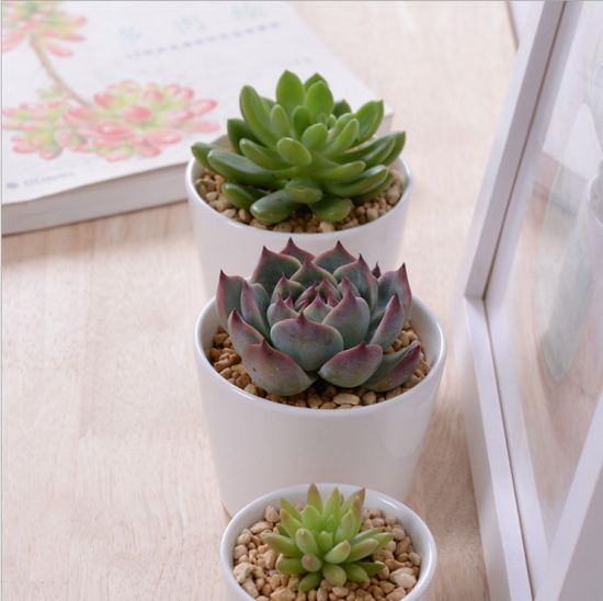 Grand mini pot de fleurs rond en céramique