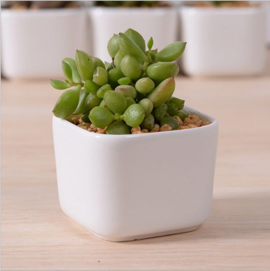 Décoration de bureau créative Mini pot de fleur en céramique blanche