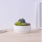 Desktop Cafe 6 Treillis de pot de fleur en céramique à base en bois