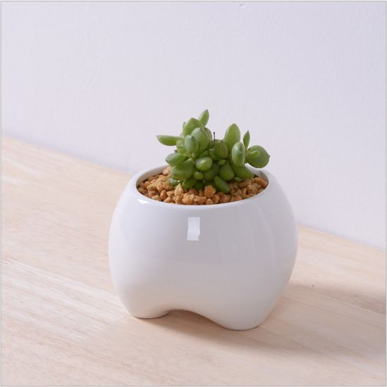 Pot de fleurs blanc en forme de petite dent en céramique ivoire