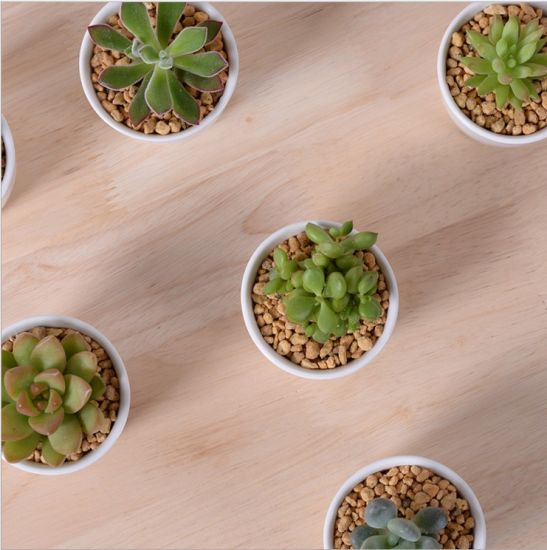 Mini pots de fleurs décoratifs en céramique blanche ronde
