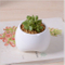 Pot de fleurs blanc en forme de petite dent en céramique ivoire