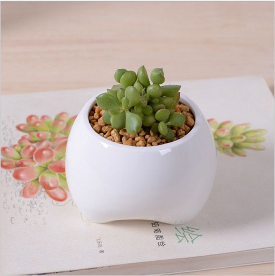 Pot de fleurs blanc en forme de petite dent en céramique ivoire