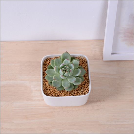 Table Table Basse Circulaire Grand Pot De Fleurs En Céramique Blanc