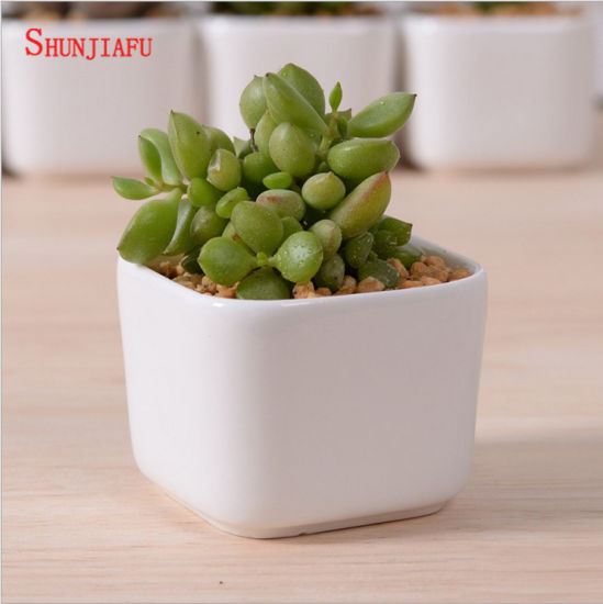 Décoration de bureau créative Mini pot de fleur en céramique blanche